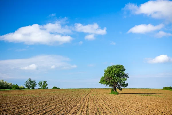 Maíz en una etapa temprana — Foto de Stock