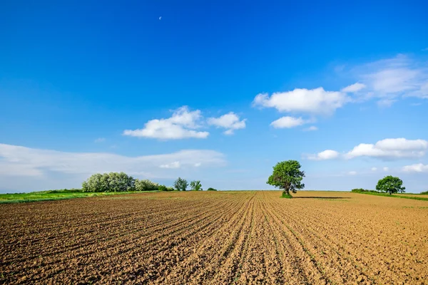 Maíz en una etapa temprana — Foto de Stock