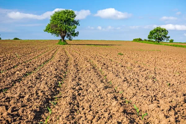 Corn in a early stage — Stock Photo, Image