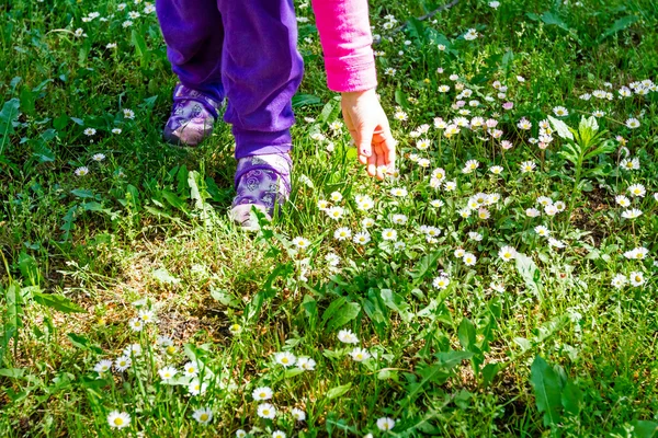 Pick white daisies in a garden. — Stock Photo, Image