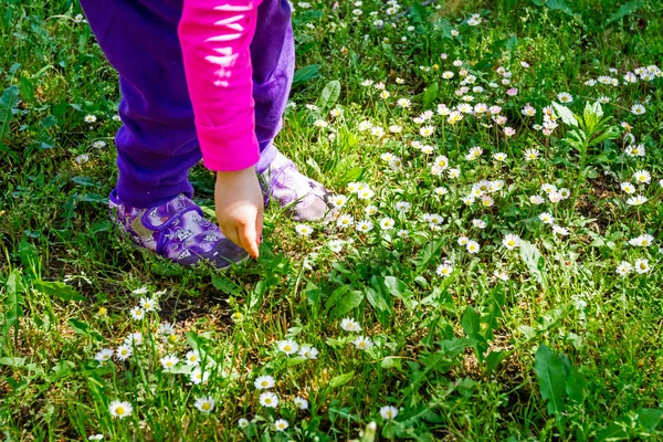 Pick white daisies in a garden. — Stock Photo, Image