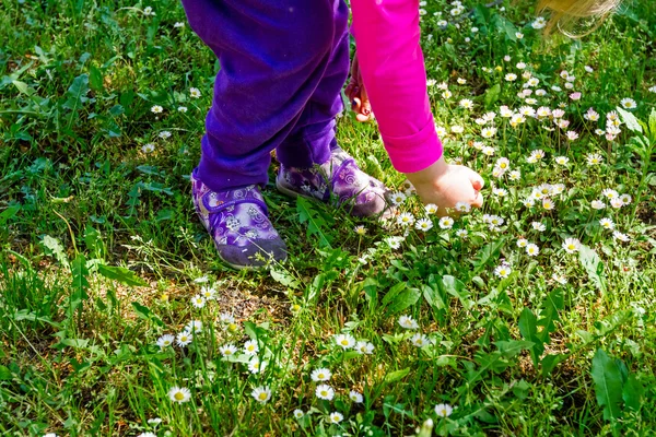 Pick white daisies in a garden. — Stock Photo, Image