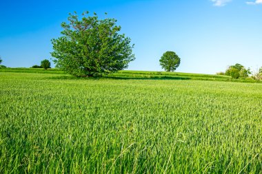 Yeşil tahıl tepelik peyzaj