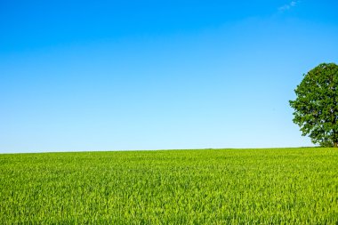 Yalnız büyük ağaç