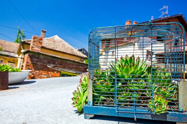 Crassulaceae escape from the birdcage — Stock Photo, Image