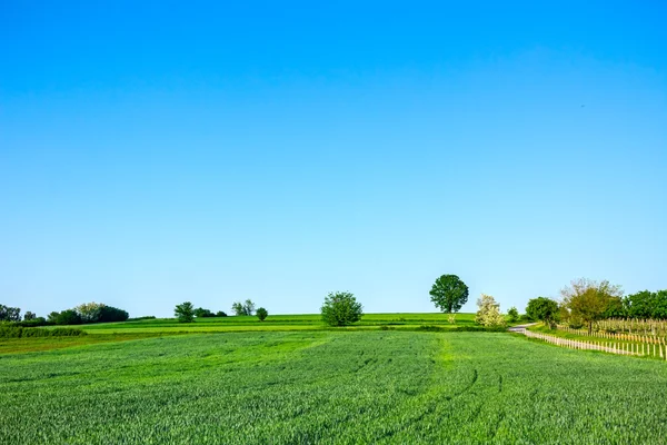 Green grain at hilly landscape — Stock Photo, Image