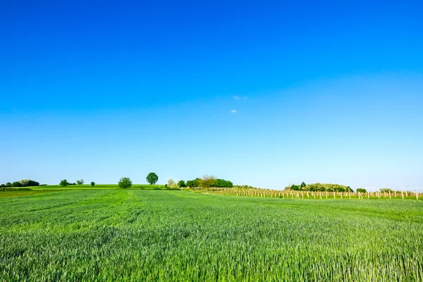 Зеленое зерно на холмистой местности — стоковое фото