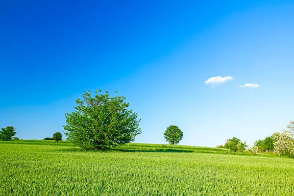 Grano verde en el paisaje montañoso — Foto de Stock