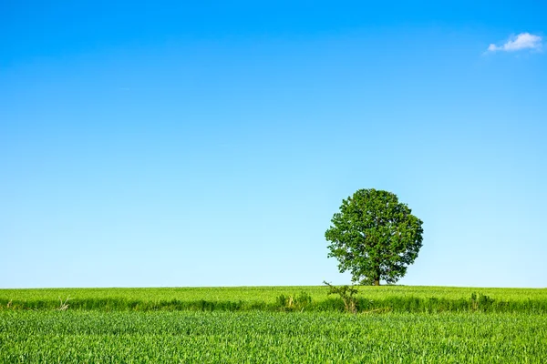 Árbol grande solitario — Foto de Stock