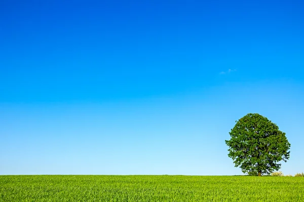 Árbol grande solitario — Foto de Stock