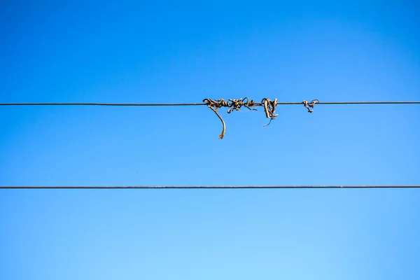 Dry vine tendril on wire — Stock Photo, Image