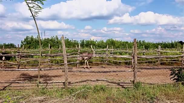 Les autruches courent dans un ranch. . — Video