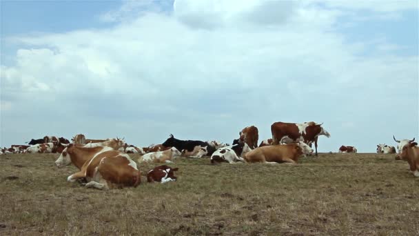 Cows are resting in a meadow. — Stock Video