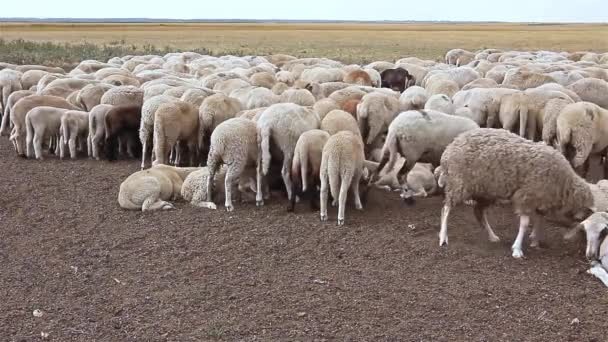 Les moutons de troupeau reposent sur la prairie . — Video