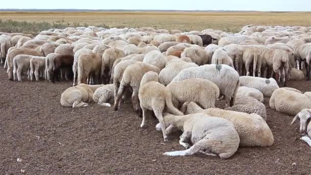 Зграя овець відпочиває на лузі . — стокове відео