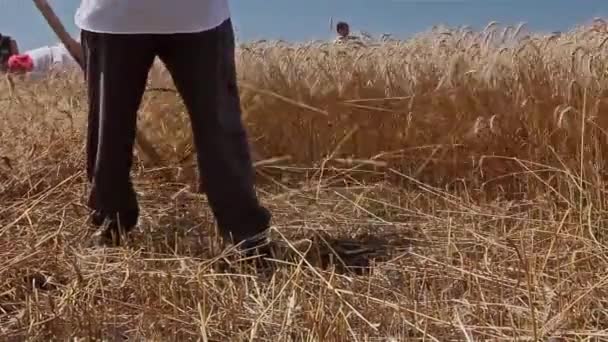Landwirt mäht Weizen. — Stockvideo