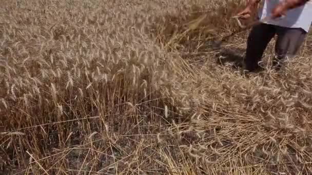 El agricultor está cortando trigo . — Vídeos de Stock