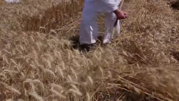 Agricultor está cortando trigo . — Vídeo de Stock