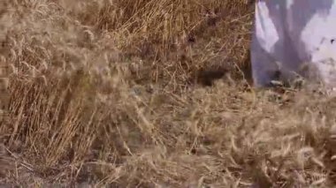 Kesme buğday çiftçi olduğunu.
