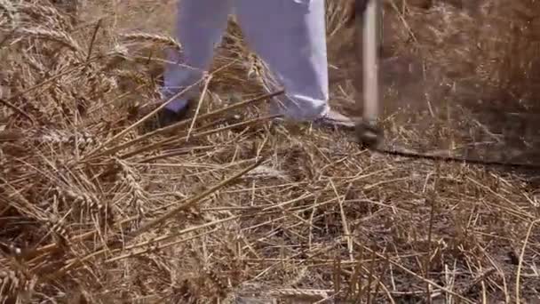 Un agriculteur coupe du blé . — Video