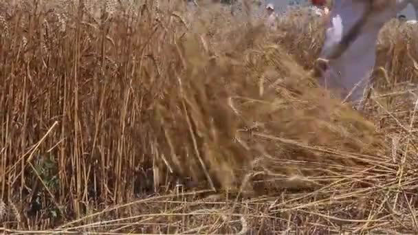 L'agricoltore sta tagliando il grano . — Video Stock