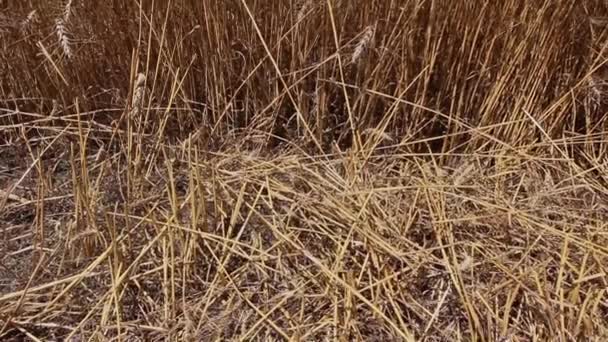 Ears of Wheat. — Stock Video