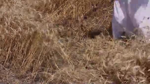 Agricultor está cortando trigo . — Vídeo de Stock