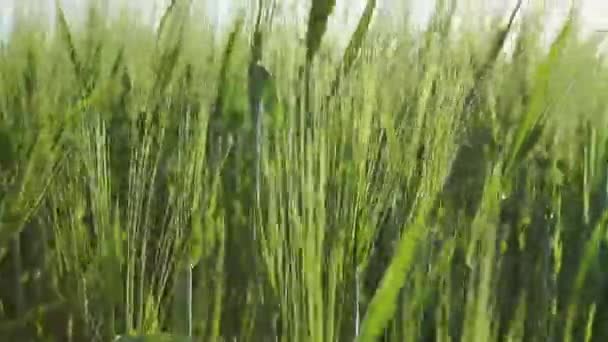 Campo de cebada de trigo verde de cerca . — Vídeos de Stock