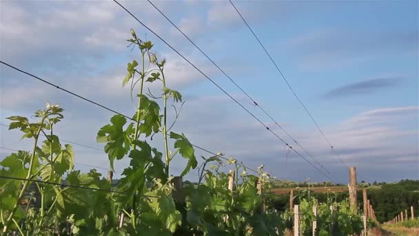 Vineyard. — Stock Video