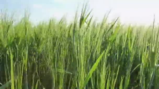 绿色小麦大麦领域靠拢. — 图库视频影像