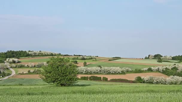 Agrarische velden in heuvelachtig landschap. — Stockvideo