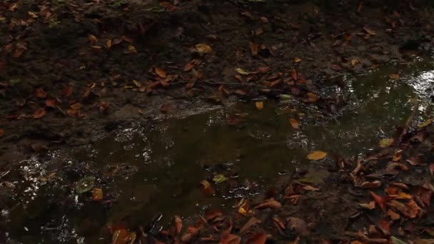 Small muddy creek, stream. — Stock Video