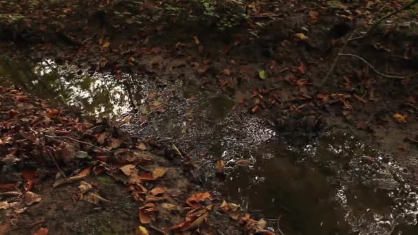 Kleine modderige kreek, stream. — Stockvideo