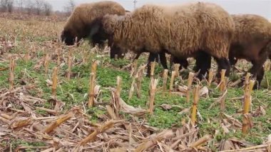 Bir tarlada otlayan koyun sürüsü.