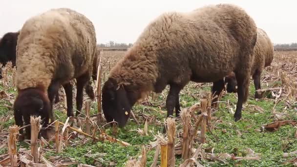 Flock av får bete i ett fält. — Stockvideo