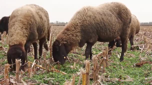 Troupeau de moutons broutant dans un champ.