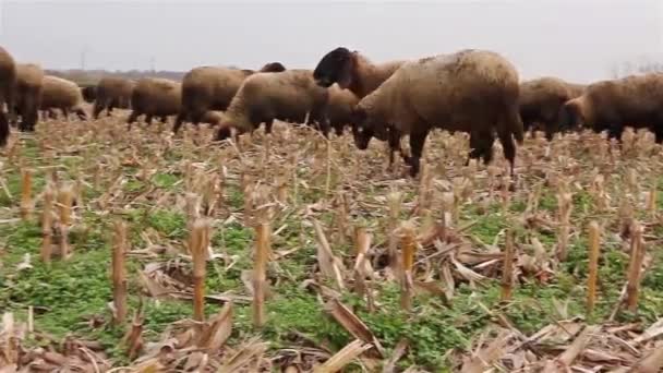 Flock av får bete i ett fält. — Stockvideo