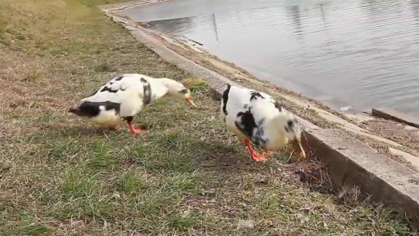 Ganzen en eenden eten van zaden. — Stockvideo