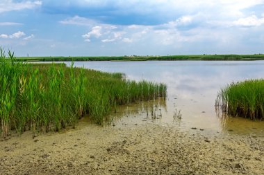 Bataklık üzerinde göster