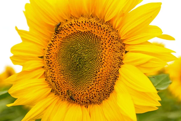 Sunflowers head in bloom. — Stock Photo, Image