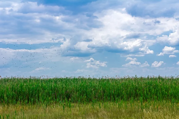 Sky over marshland. — Stock Photo, Image