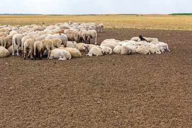 Sürü koyun çayır on dinlenme.