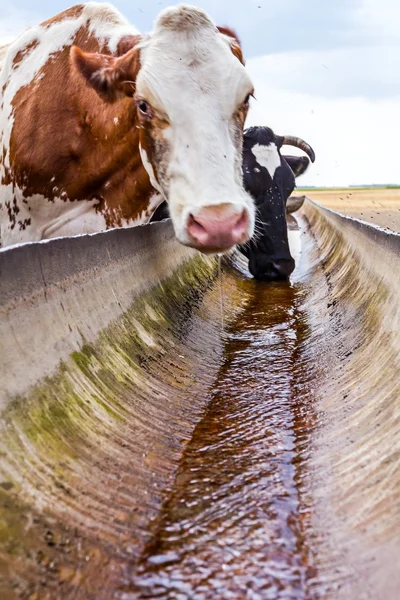 Корова пьет воду в корыте . — стоковое фото