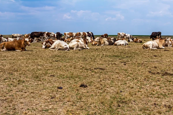 Коровы отдыхают на лугу . — стоковое фото