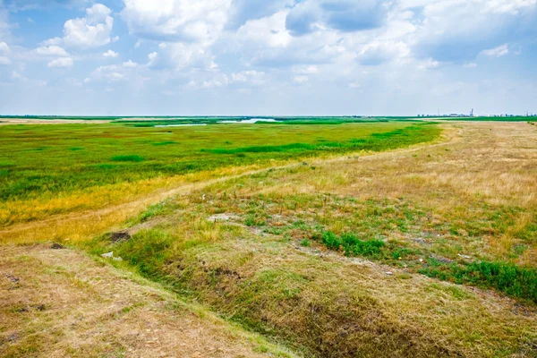 Half green and half dry grass field. — Stock Photo, Image