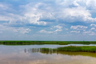 Bataklık üzerinde göster