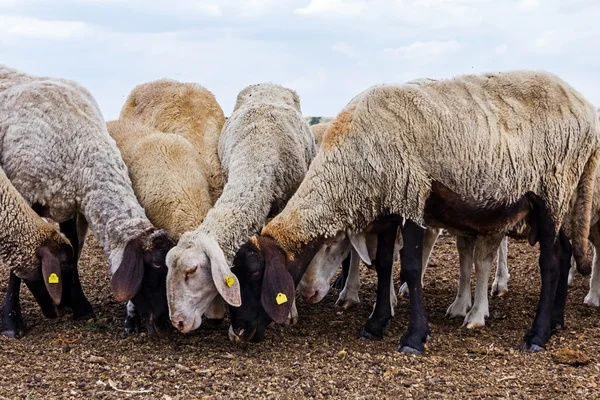Schafherden ruhen sich auf Wiese aus. — Stockfoto