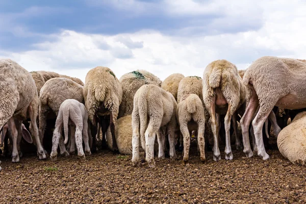 Ovelhas rebanho estão descansando no prado . — Fotografia de Stock