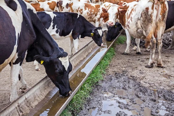 Корова пьет воду в корыте . — стоковое фото