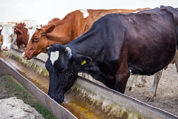 Корова пьет воду в корыте . — стоковое фото